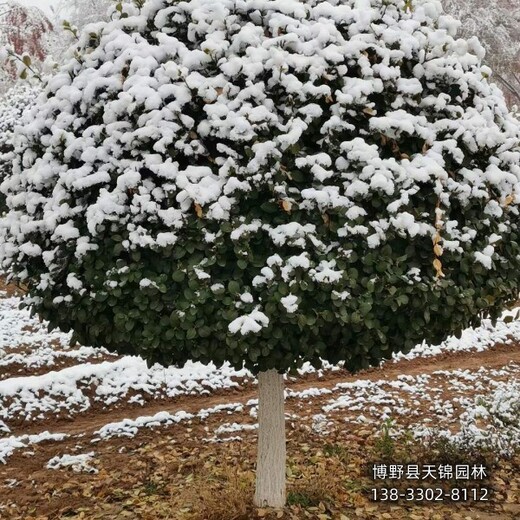 河北定州-保定地區(qū)天錦園林衛(wèi)矛農(nóng)戶種植