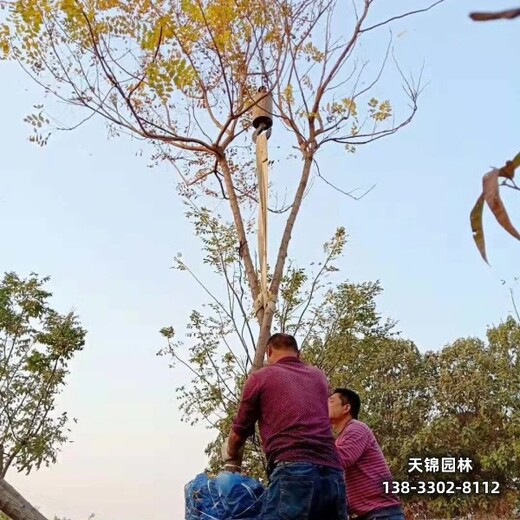 雄安地區(qū)大喬木基地,6公分欒樹,哪里種植