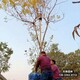 北方欒樹圖