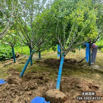 河北博野縣圃地苗櫻花退林銷售-吉野櫻-櫻花批發(fā)地
