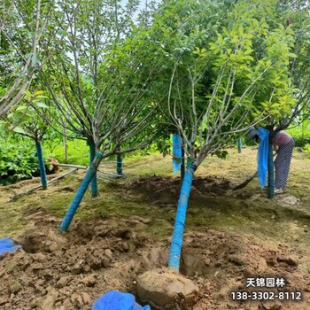 河北博野县圃地苗樱花退林销售-吉野樱-樱花批发地