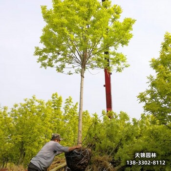 雄安地区15公分白蜡,天锦园林苗木质量好