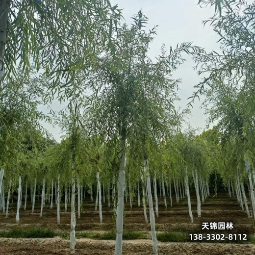 12公分垂柳雄安地区,嫁接树基地,苗木质量好