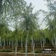廠(chǎng)家批發(fā)圖