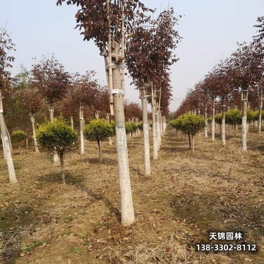雄安地區(qū)15公分白蠟,嫁接樹(shù)基地價(jià)格多少