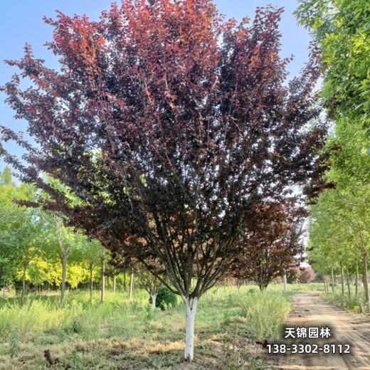 雄安地區(qū)苗木經(jīng)紀(jì)人,8公分紅葉李,苗圃種植