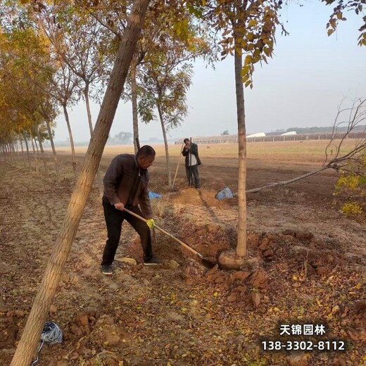 雄安地区苗木经纪人,北方栾树,供应