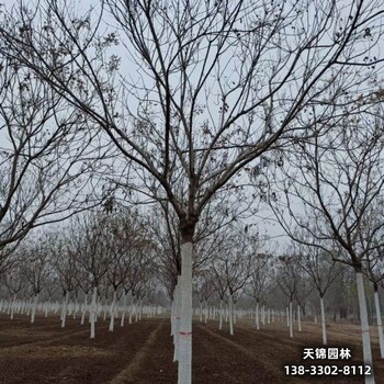 雄安地區苗木經(jīng)紀人,10公分欒樹(shù),苗木質(zhì)量好