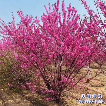 西藏多分枝榆叶梅价格咨询,红叶榆叶梅,各种榆叶梅种子