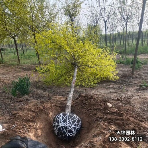 雄安地区彩叶苗木,12公分金叶榆提供技术指导