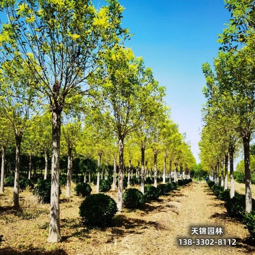 雄安地区造林苗白蜡,嫁接树基地附近苗圃