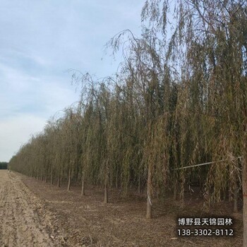 河北博野縣8公分保定垂柳貨到付款-嫁接垂柳廠家-青垂柳