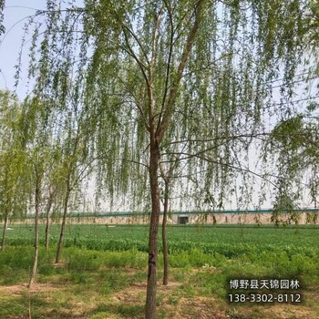保定地區大田苗保定垂柳多少錢合適-垂柳小苗種植-金葉垂柳