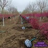 定州苗圃保定6公分榆叶梅报价及图片,忻州生产保定6公分榆叶梅