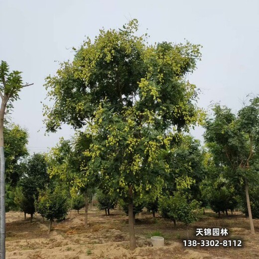 雄安地区经纪人,栾树造林苗,哪里便宜