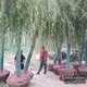 苗木質(zhì)量好圖