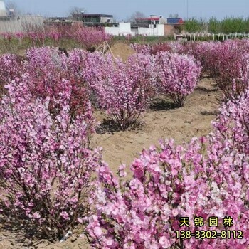 西藏多分枝榆叶梅价格咨询,红叶榆叶梅,各种榆叶梅种子