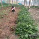 大喬木基地圖