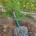 五角楓15,五角楓球,5公分元寶楓五角楓農(nóng)戶種植