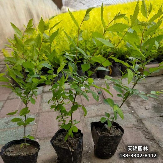 雄安地區苗木經紀人,10公分金葉榆苗木質量好