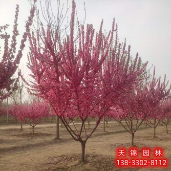保定市定州6公分榆葉梅自產自銷,紅葉榆葉梅,各種榆葉梅種子