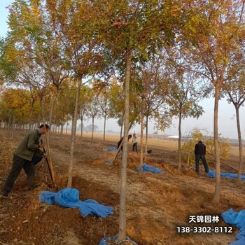 雄安地區經(jīng)紀人,欒樹(shù)造林苗,本地價(jià)格