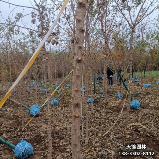 15五角楓,五角楓球,二年頭元寶楓五角楓綠化新品種