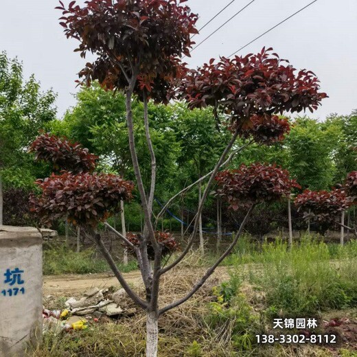 雄安地区太阳李种植户,12公分红叶李,质优