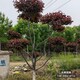園林圖
