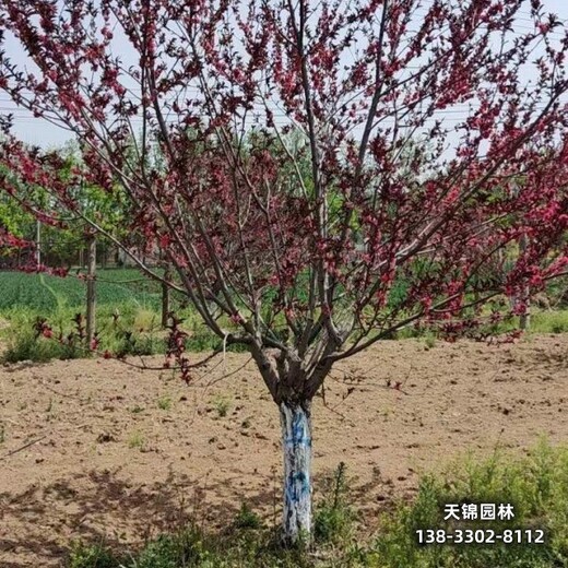 雄安地区太阳李种植户,紫叶李小苗,清地处理