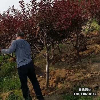 雄安地区太阳李种植户,红叶李移栽苗,货到付款