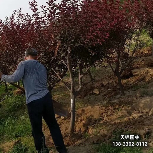 雄安地區(qū)彩葉苗木,二年頭紅葉李,全國(guó)供應(yīng)