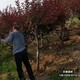 廠家批發圖