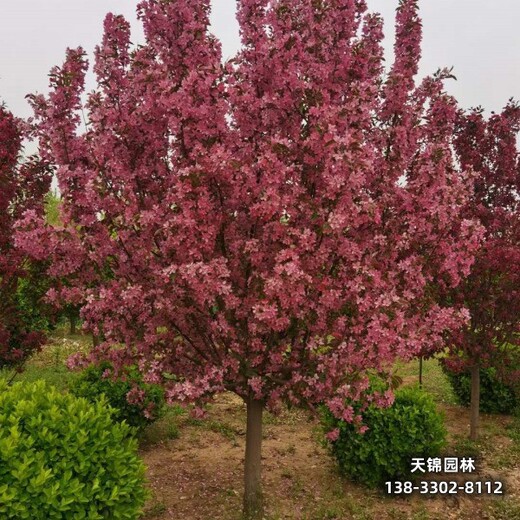 雄安地区太阳李种植户,红叶李小苗,农户种植