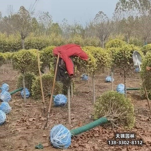 雄安地區(qū)苗木經(jīng)紀人,多分支金葉榆附近苗圃