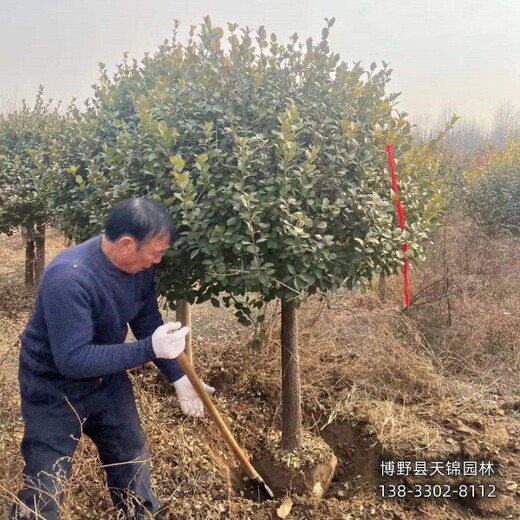 河北定州-衛(wèi)矛樹(shù)天錦園林衛(wèi)矛清地處理