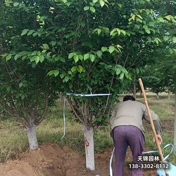 河北博野县圃地苗樱花退林销售-吉野樱-樱花批发地