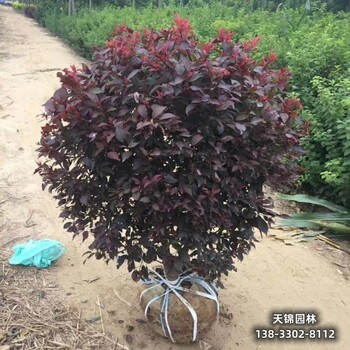 雄安地区太阳李种植户,红叶李移栽苗,货到付款