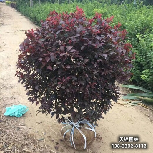 雄安地区太阳李种植户,紫叶李小苗,自产自销