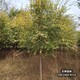 保定市雄縣大喬木基地圖
