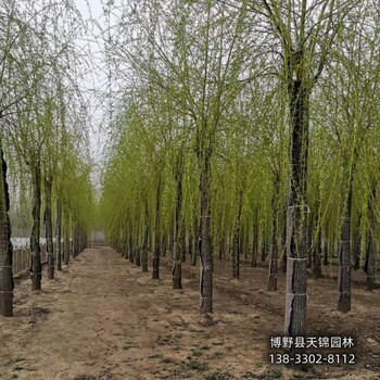 15公分垂柳雄安地區(qū),苗木經(jīng)紀(jì)人,供應(yīng)