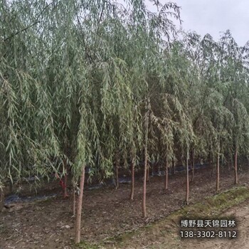 雄安地區(qū)18公分保定垂柳貨到付款-嫁接垂柳廠家-金枝垂柳