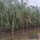 苗木質(zhì)量好圖