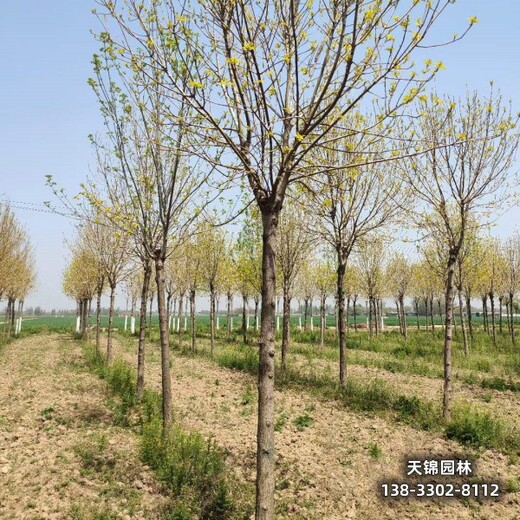 雄安地區(qū)8公分白蠟,大喬木基地清地處理