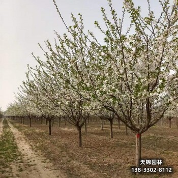 河北博野县圃地苗樱花退林销售-吉野樱-樱花批发地