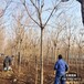 雄安地區(qū)苗木經(jīng)紀人,二次移栽欒樹,平價銷售