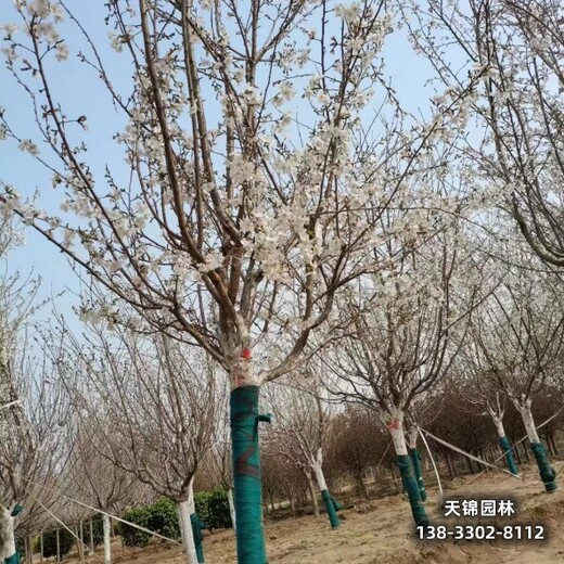 雄安地区樱花大田苗,厂家批发,_道路绿化樱花基地供应