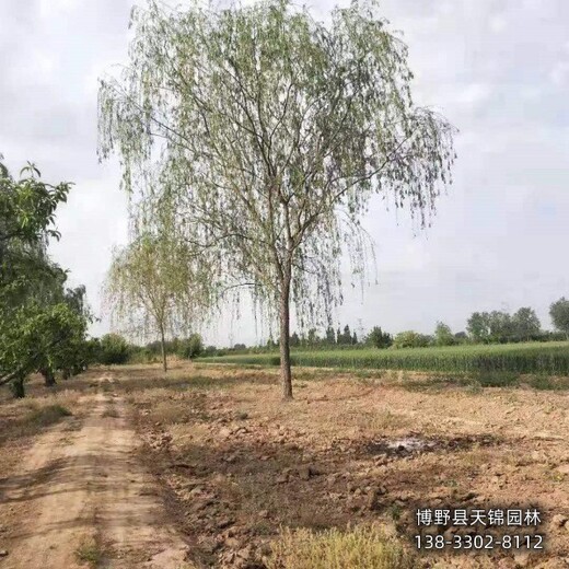 15公分垂柳雄安地區(qū),經(jīng)紀(jì)人,質(zhì)優(yōu)