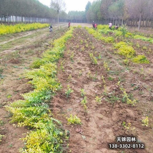 雄安地區(qū)苗木經紀人,15公分金葉榆苗圃現貨