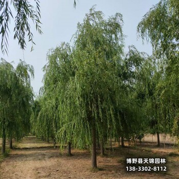 保定市定州12公分保定垂柳貨到付款-嫁接垂柳廠家-西湖垂柳